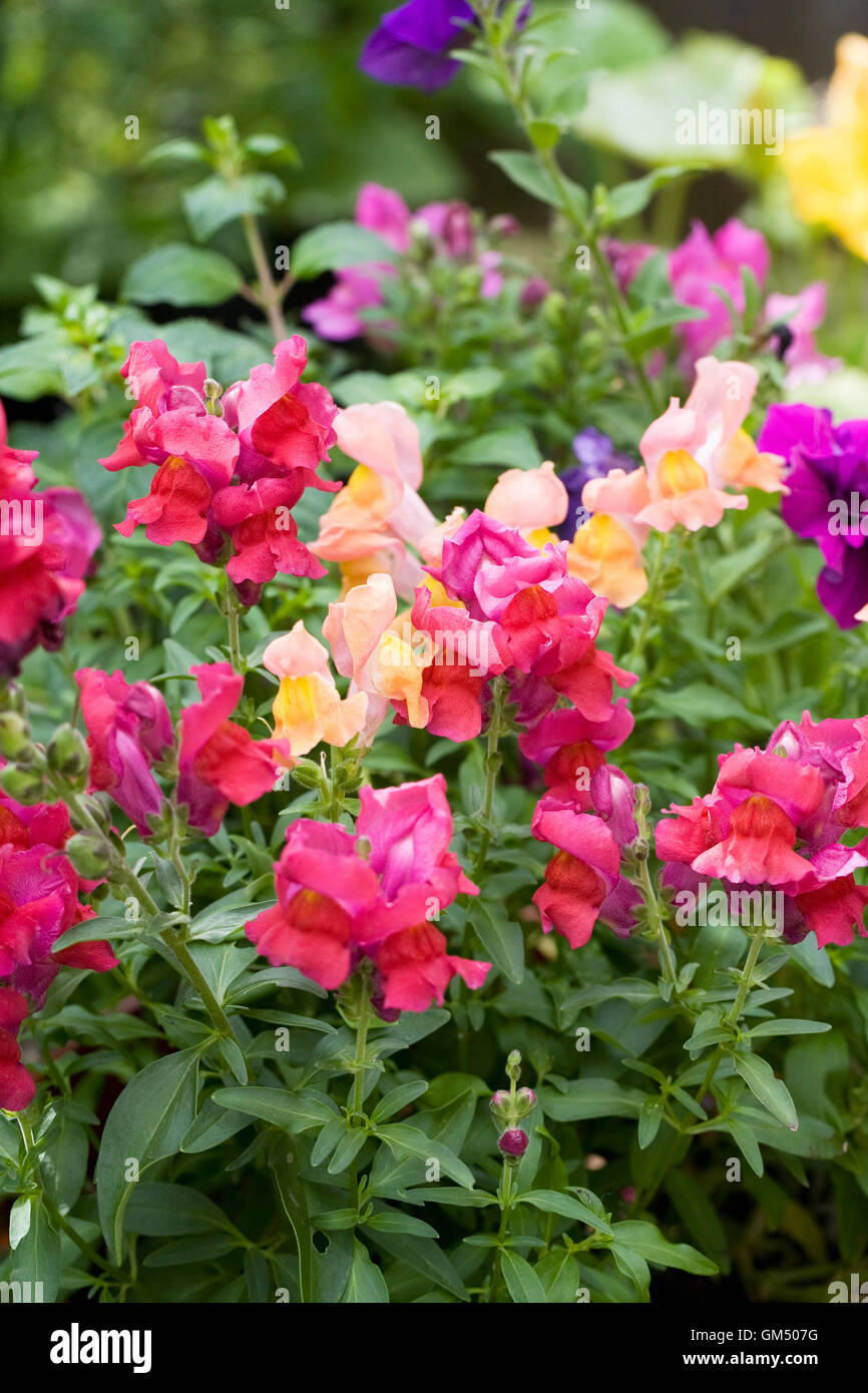 Antirrhinum Majus. Löwenmäulchen wachsen in der Grenze. Stockfoto