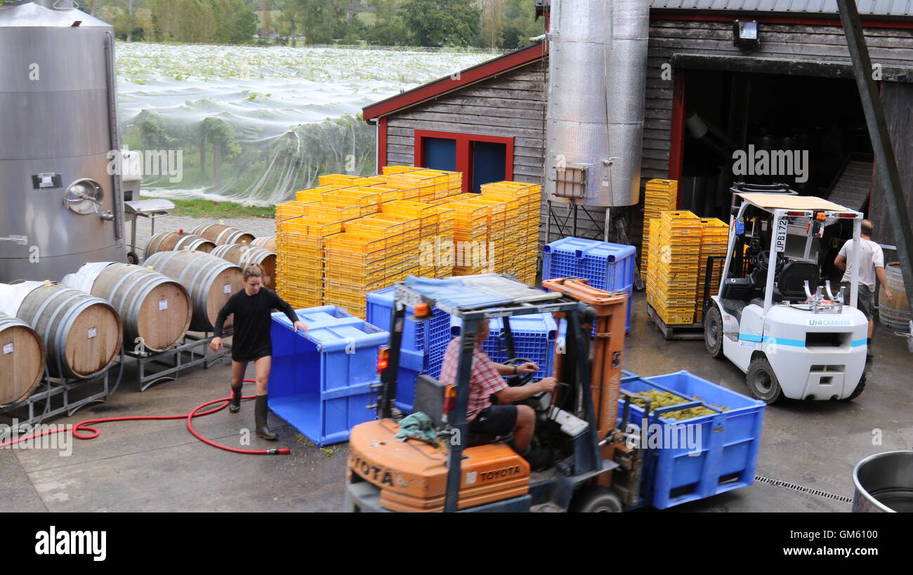 Arbeitest du für das Weingut von Neudorf Weinberge, Nelson, Neuseeland Stockfoto