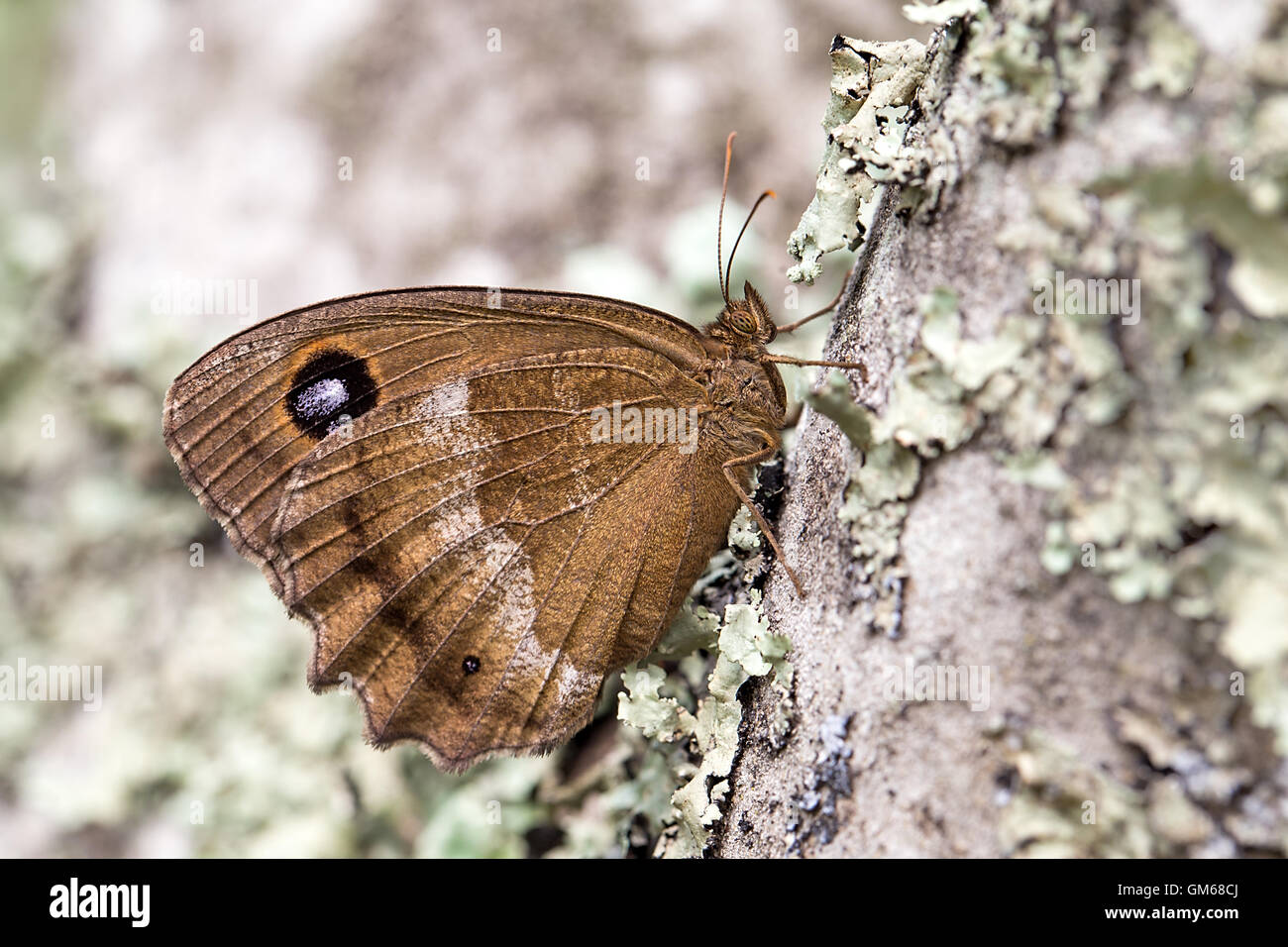 Dryade (Minios Dryas) ist ein Schmetterling Stockfoto