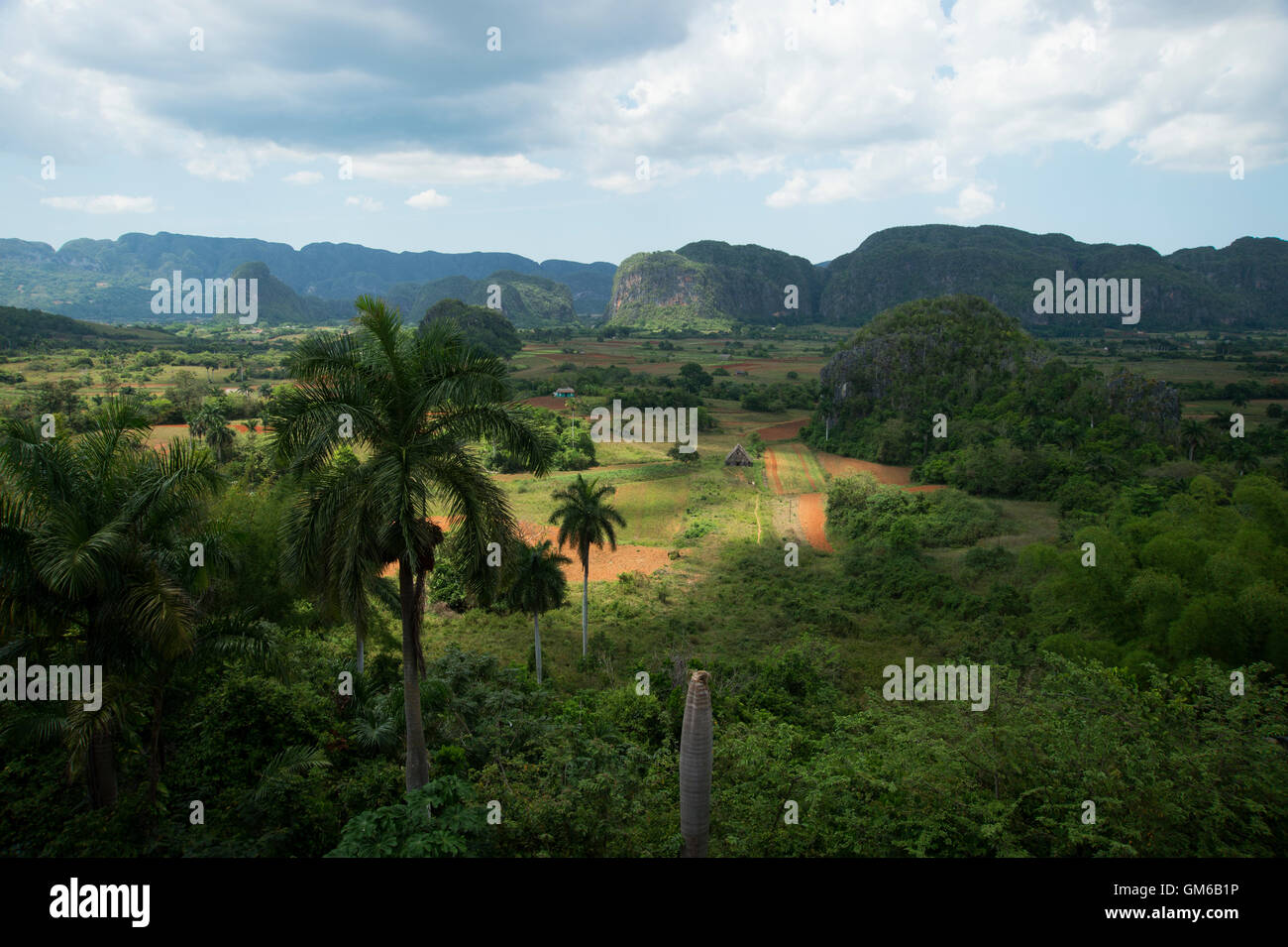 Einem strohgedeckten Tabak Trocknung Haus im Valle de Viñales auf Kuba mit Dschungel bedeckt Mogotes im Hintergrund Stockfoto