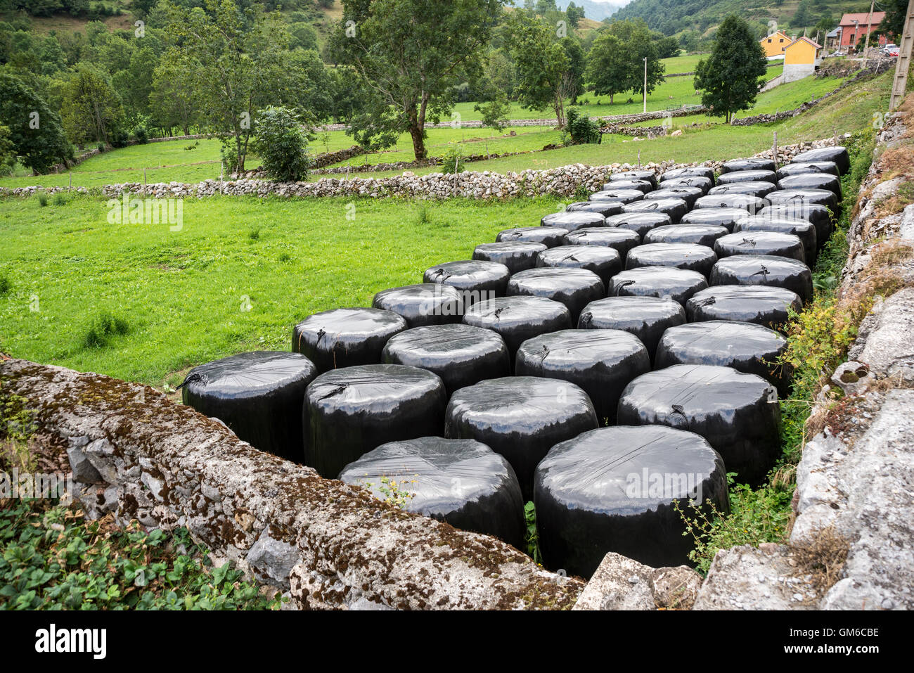 Ballen von Silage in einem Feld in Naturpark Somiedo, Fürstentum Asturien, Spanien Stockfoto