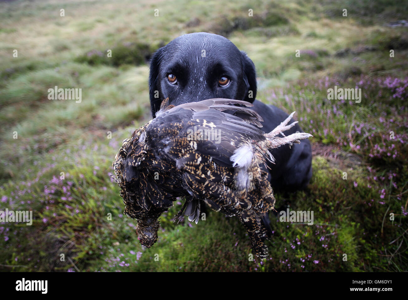 Ein Hund hält einen Auerhahn in den Mund bei dem Shooting in hoch auf der Yorkshire Moors in swinithwaite, North Yorkshire. Stockfoto