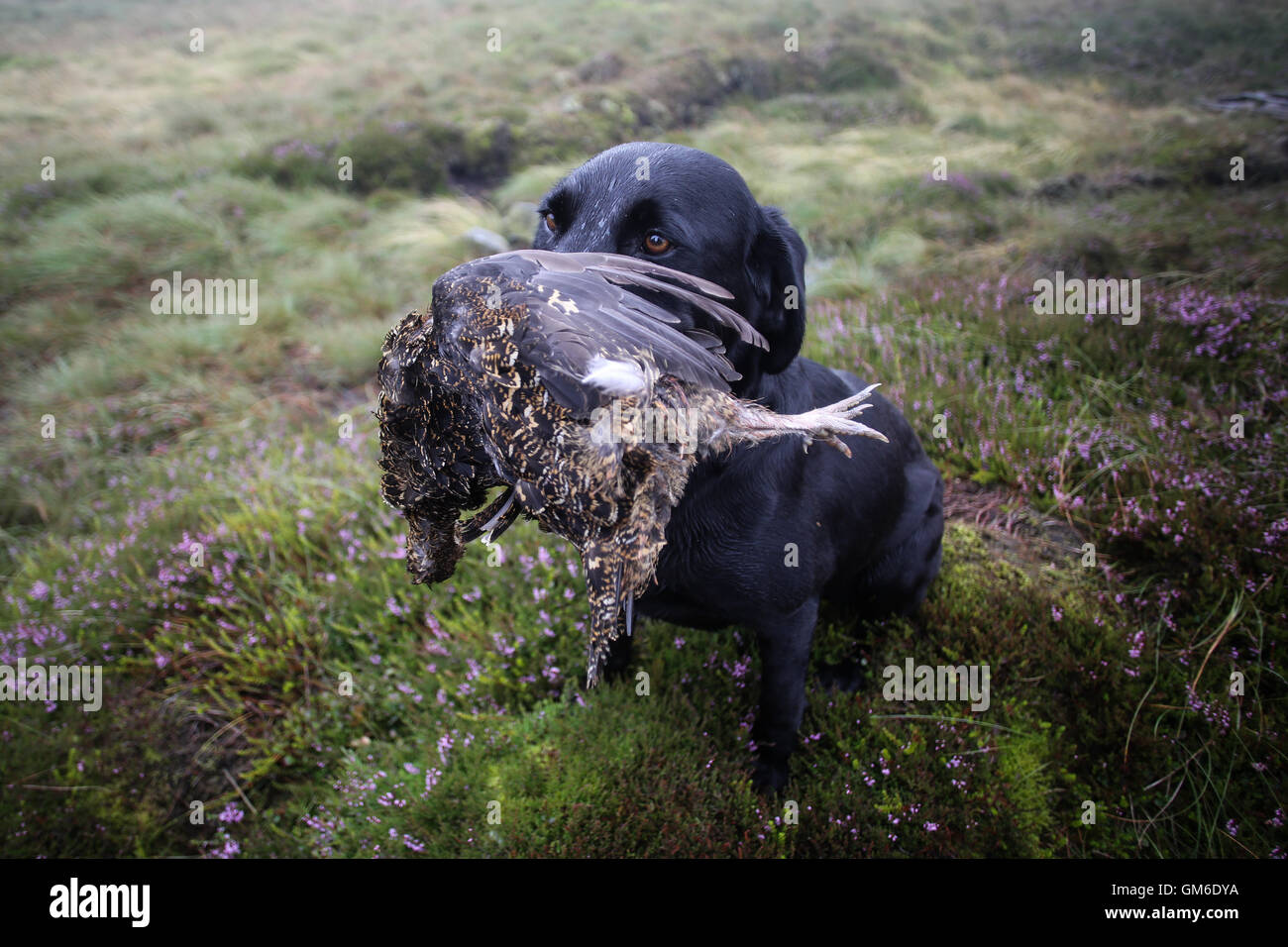 Ein Hund hält einen Auerhahn in den Mund bei dem Shooting in hoch auf der Yorkshire Moors in swinithwaite, North Yorkshire. Gestern war Stockfoto