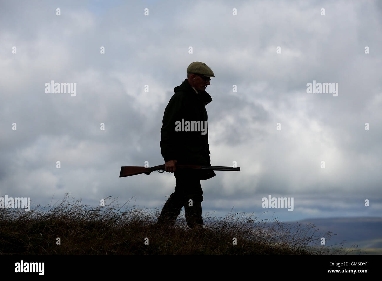 Ein Mann geht mit seiner Schrotflinte während einer Moorhuhn schießen in hoch auf der Yorkshire Moors in swinithwaite, North Yorkshire. Stockfoto