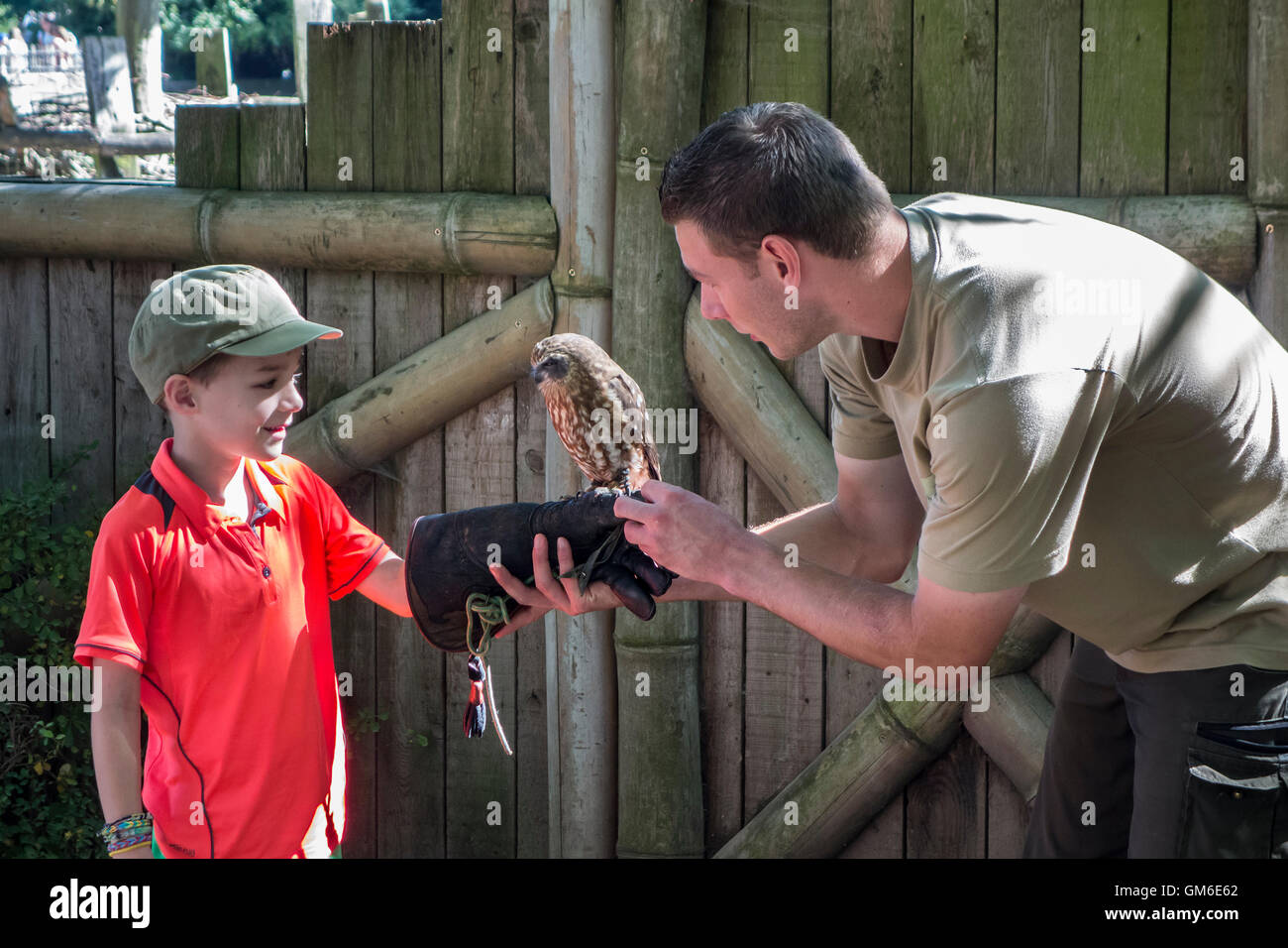 Zookeeper Platzierung Eule auf der Seite des Kindes in Planckendael Zoo, Belgien Stockfoto