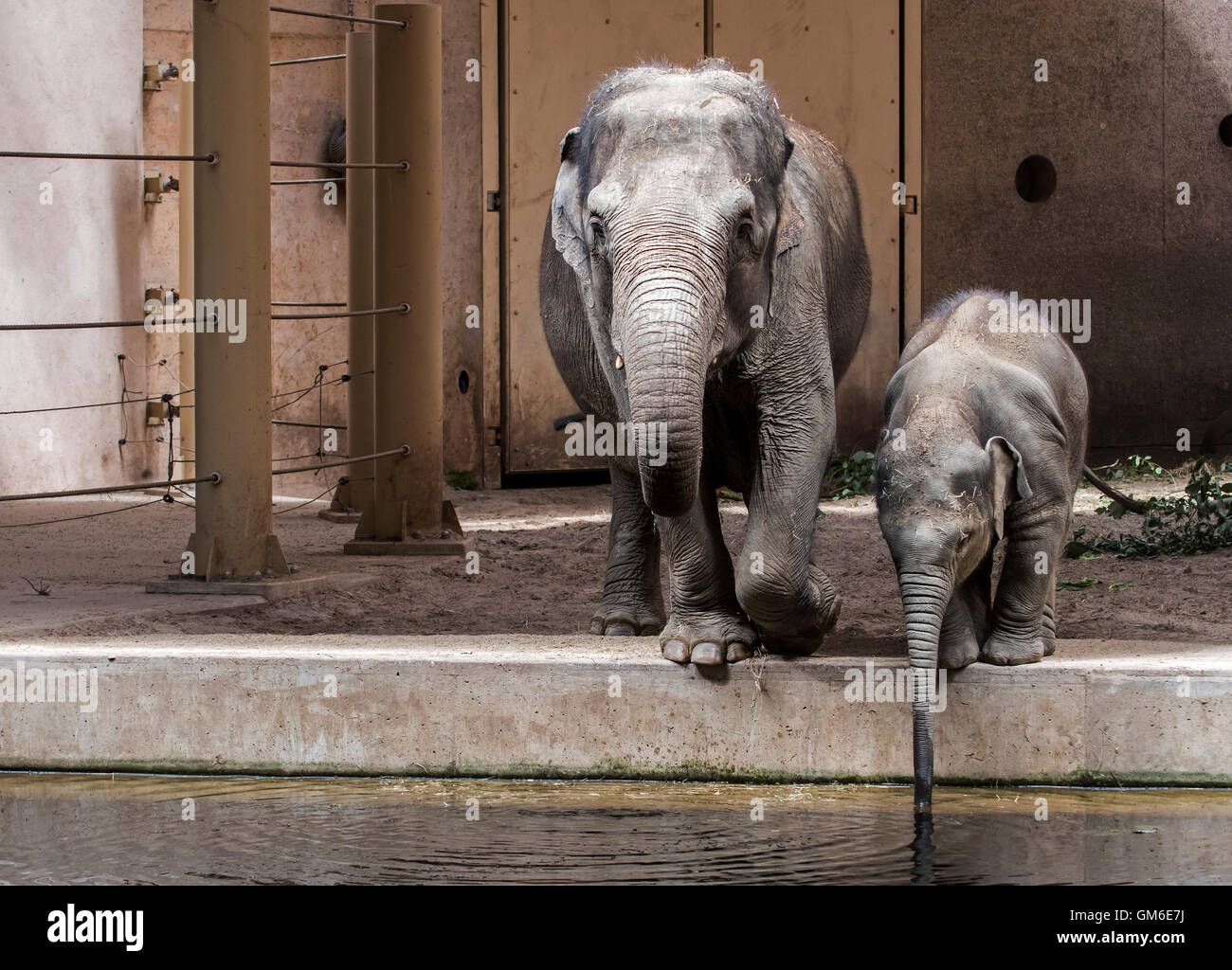 Asiatischer Elefant (Elephas Maximus) Weibchen mit jungen Trinkwasser in Innenanlage in Planckendael Zoo, Belgien Stockfoto