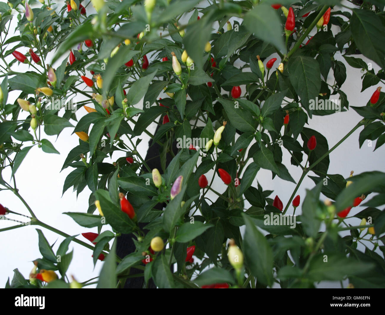 Chili-Pflanze mit Chilis von verschiedenen Graden der Reife Stockfoto