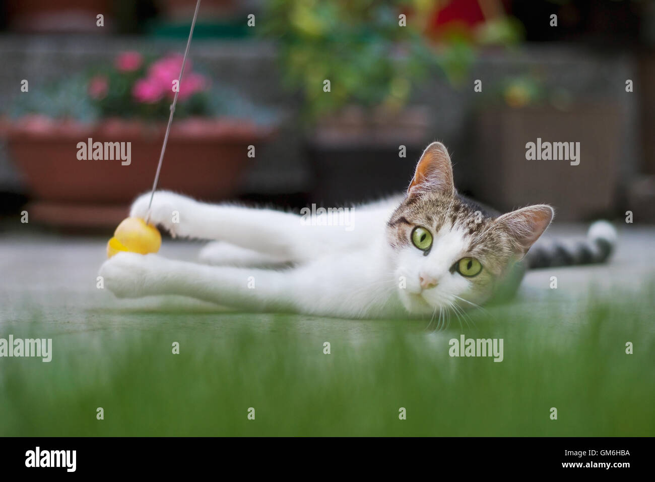 Katze spielt mit gelben Ball auf dem Boden Stockfoto