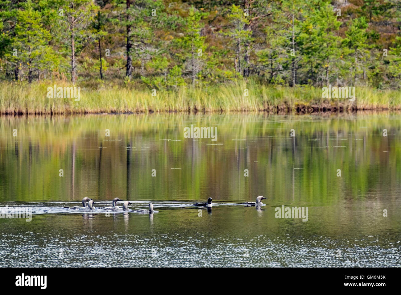 Schwarz-Troated Loon sammeln Stockfoto