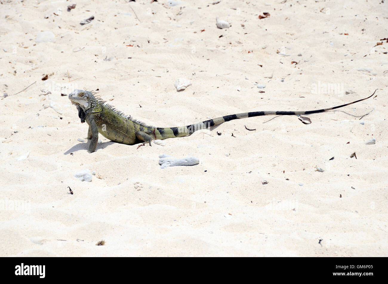 Nahaufnahme von grüner Leguan in Curacao Stockfoto