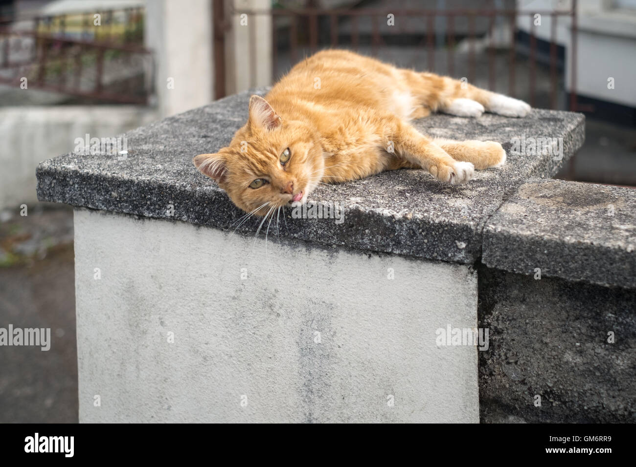 Ein Ingwer Kater Verlegung auf einer warmen Betonplatte am späten Nachmittag 24. August 2016 Stockfoto