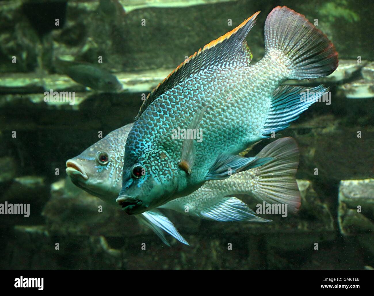 Paar Oreochromis Tanganicae oder Tanganika Tilapias, ein Cichlid Fisch endemisch auf den großen afrikanischen Tanganjikasee Stockfoto