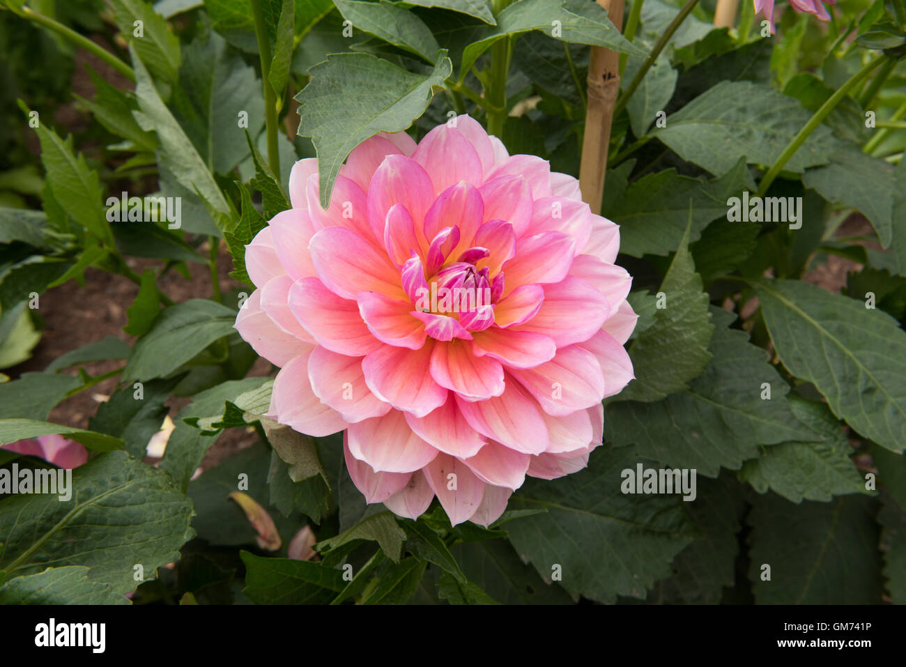 Wasser Lilie Dahlia "Perle von Heemstede" in einem Garten in Somerset, England, Vereinigtes Königreich Stockfoto