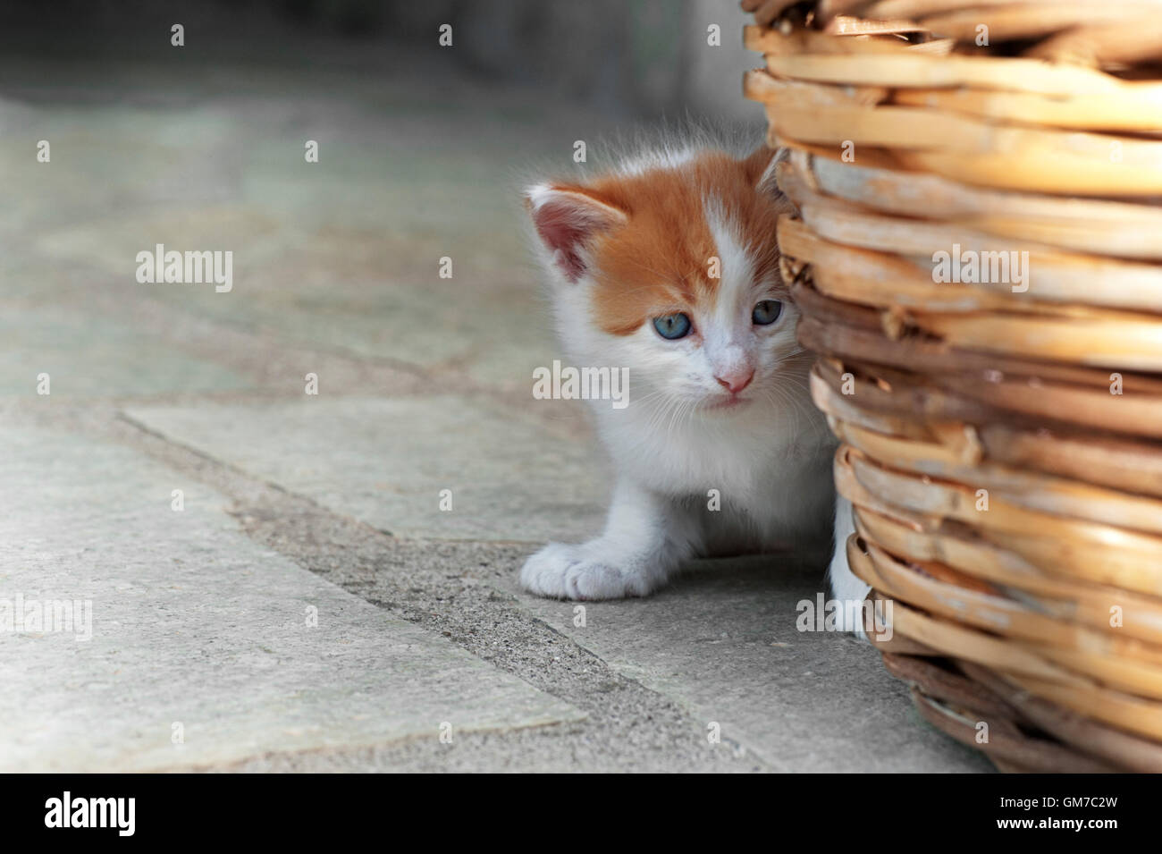 Vier Wochen alte Kätzchen versteckt sich hinter einem Korb im freien Stockfoto