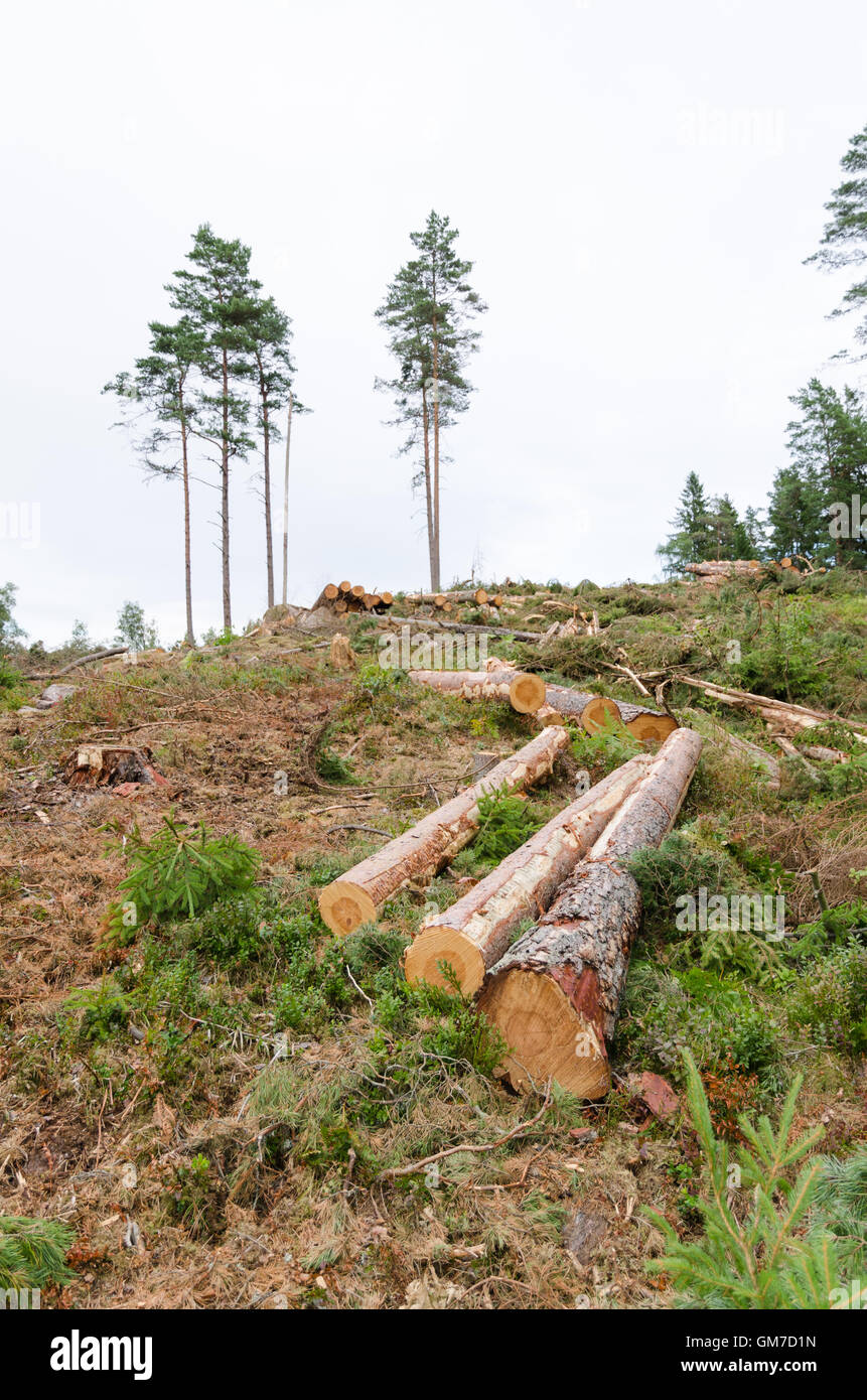 Holz in einem klaren Schnitt Waldgebiet mit einer Gruppe von stehenden Bäumen links hinten Stockfoto