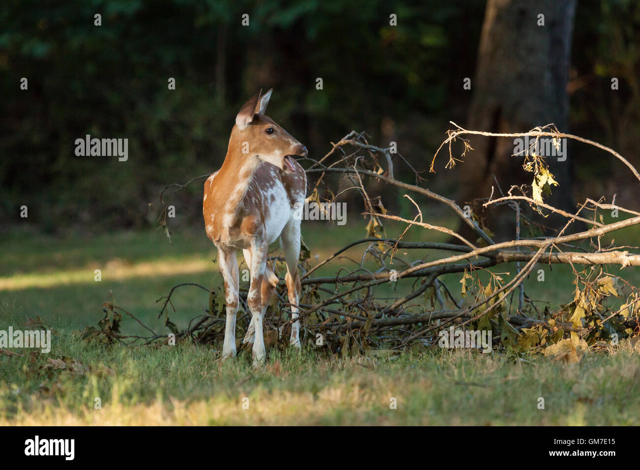 Ein piebald Whitetail Deer frisst aus einem umgestürzten Baum Ast im Wald. Stockfoto