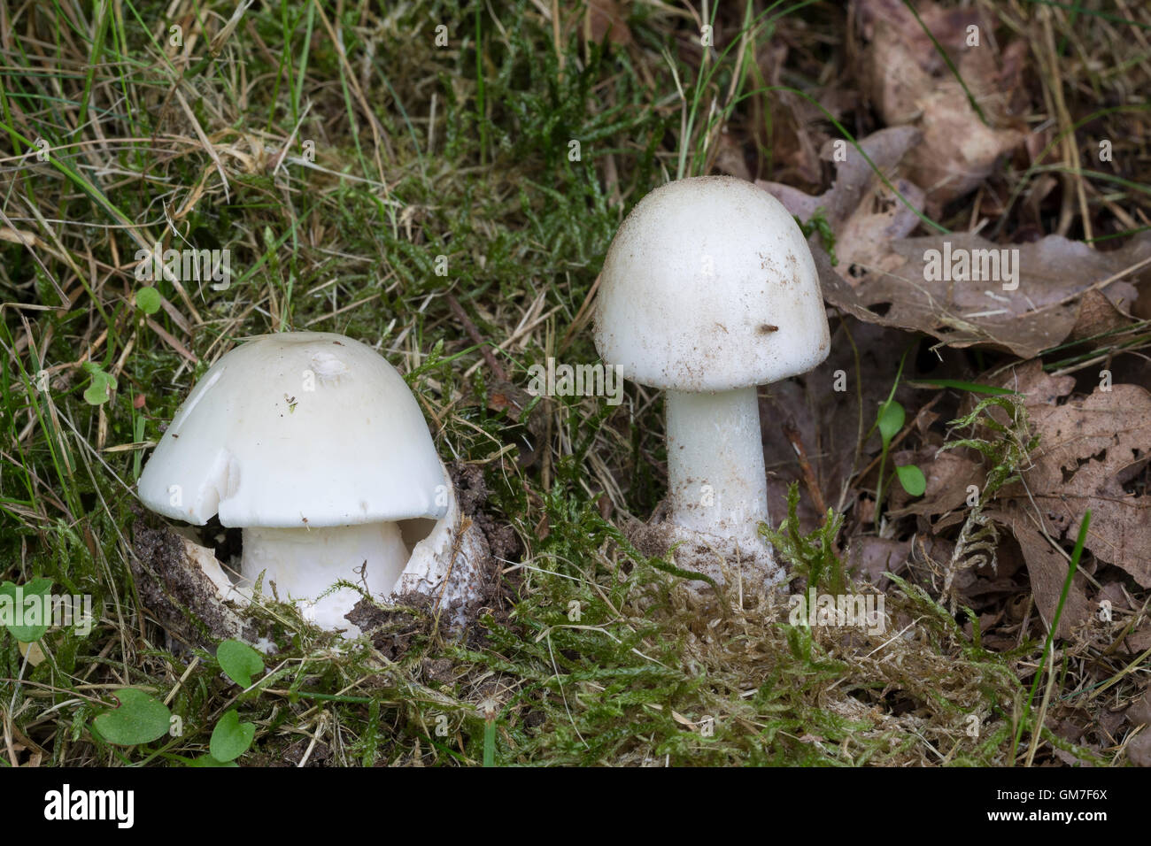 Weisser Pilz Stockfotos und bilder Kaufen Alamy