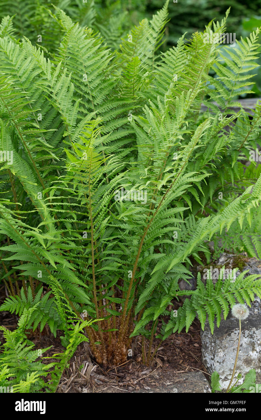 Gewöhnlicher Wurmfarn, Echter Wurmfarn, Männerfarn, Wurmfarn, Dryopteris Filix-Mas Wurm Farn Stockfoto