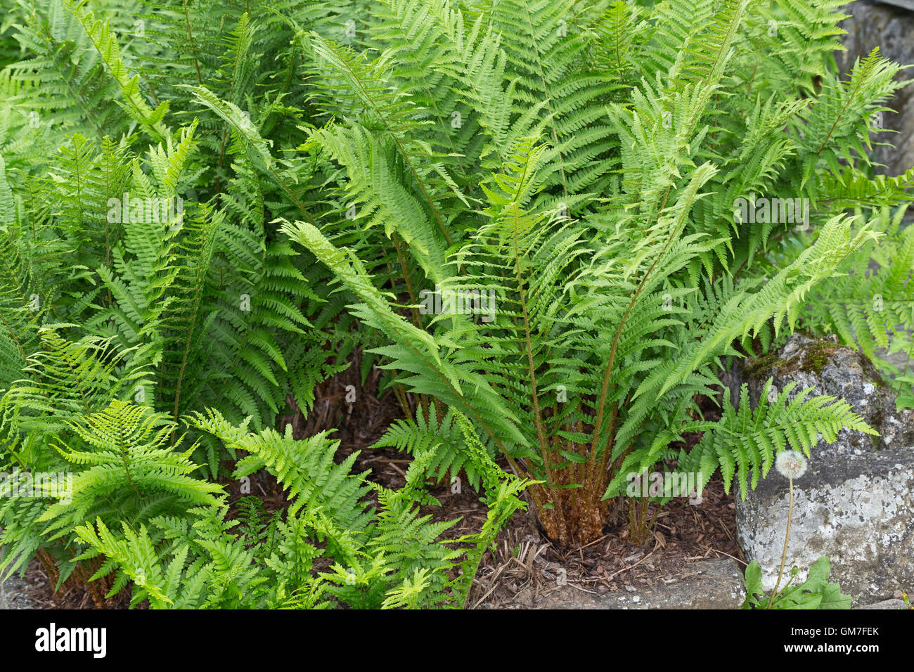 Gewöhnlicher Wurmfarn, Echter Wurmfarn, Männerfarn, Wurmfarn, Dryopteris Filix-Mas Wurm Farn Stockfoto