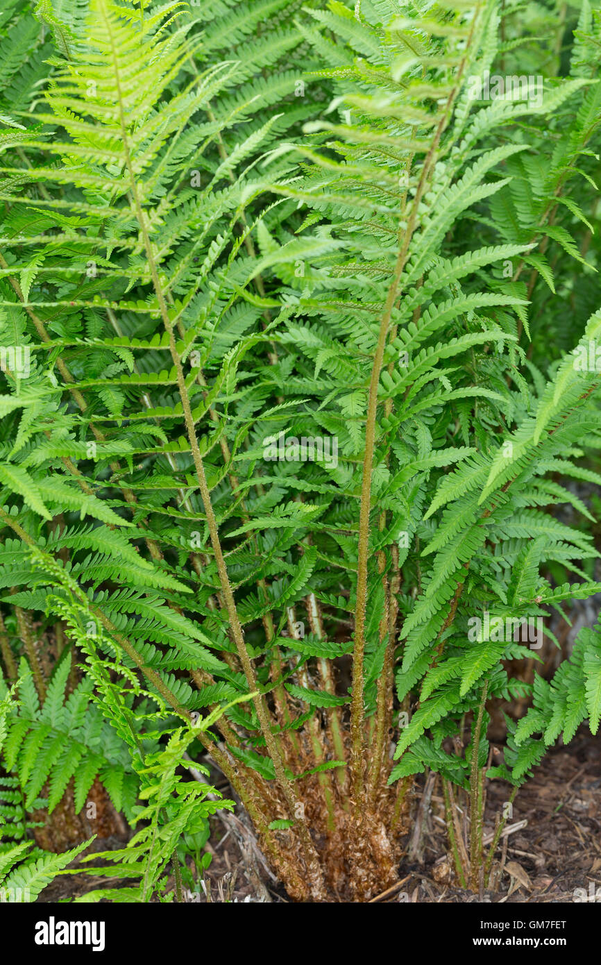 Gewöhnlicher Wurmfarn, Echter Wurmfarn, Männerfarn, Wurmfarn, Dryopteris Filix-Mas Wurm Farn Stockfoto