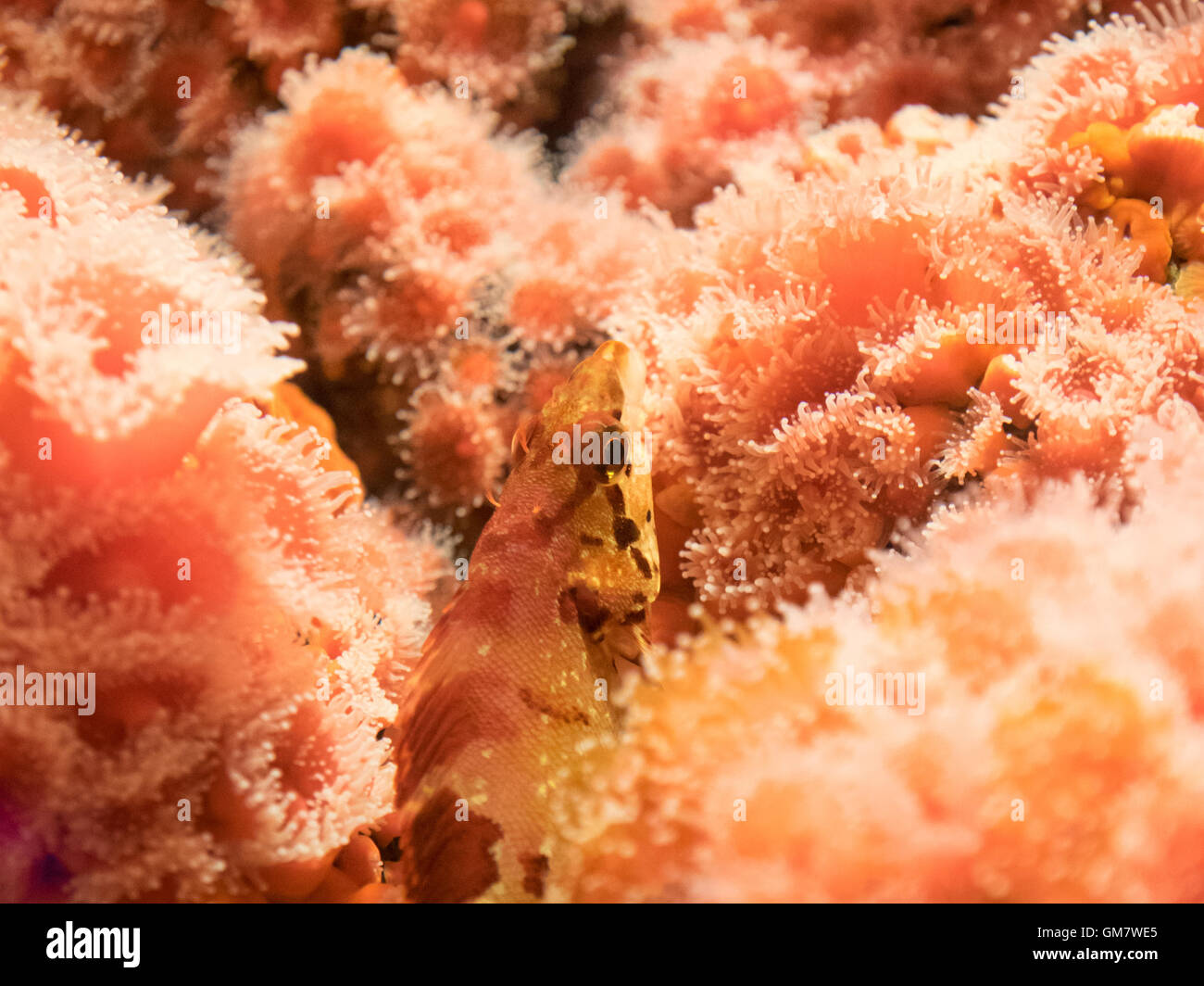 Ein Drachenkopf ist in Erdbeer Anemone (Corynactis Californica) im Vancouver Aquarium getarnt. Stockfoto