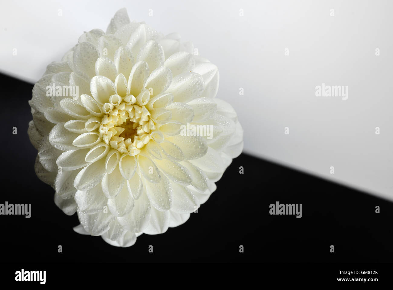 weiße Dahlie Blüte abstrakten Hintergrund Stockfoto