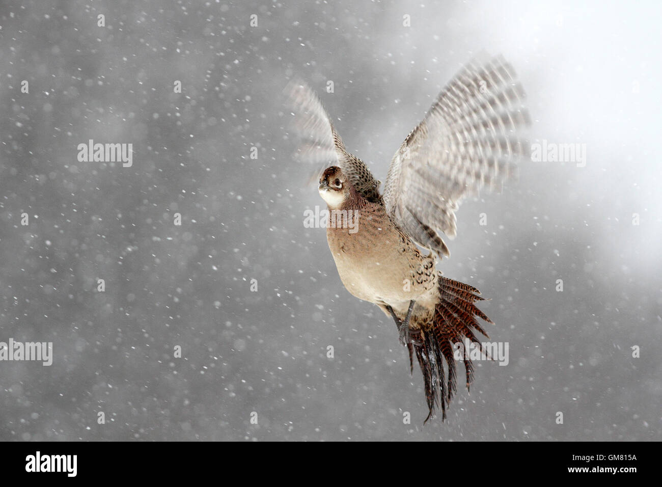 Fasan schnee Fotos und Bildmaterial in
