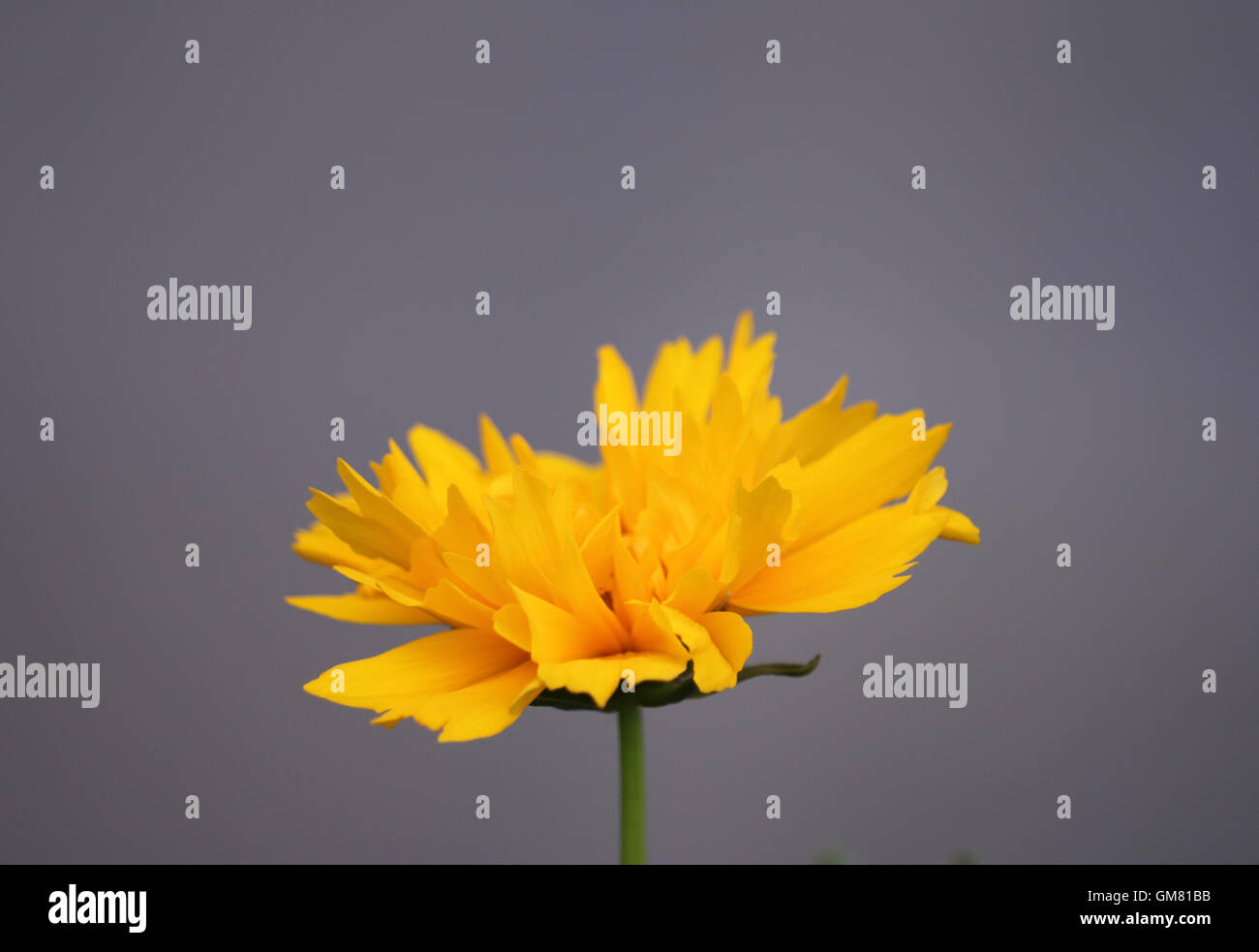 Gelbe Blume vor grauem Hintergrund. Stockfoto