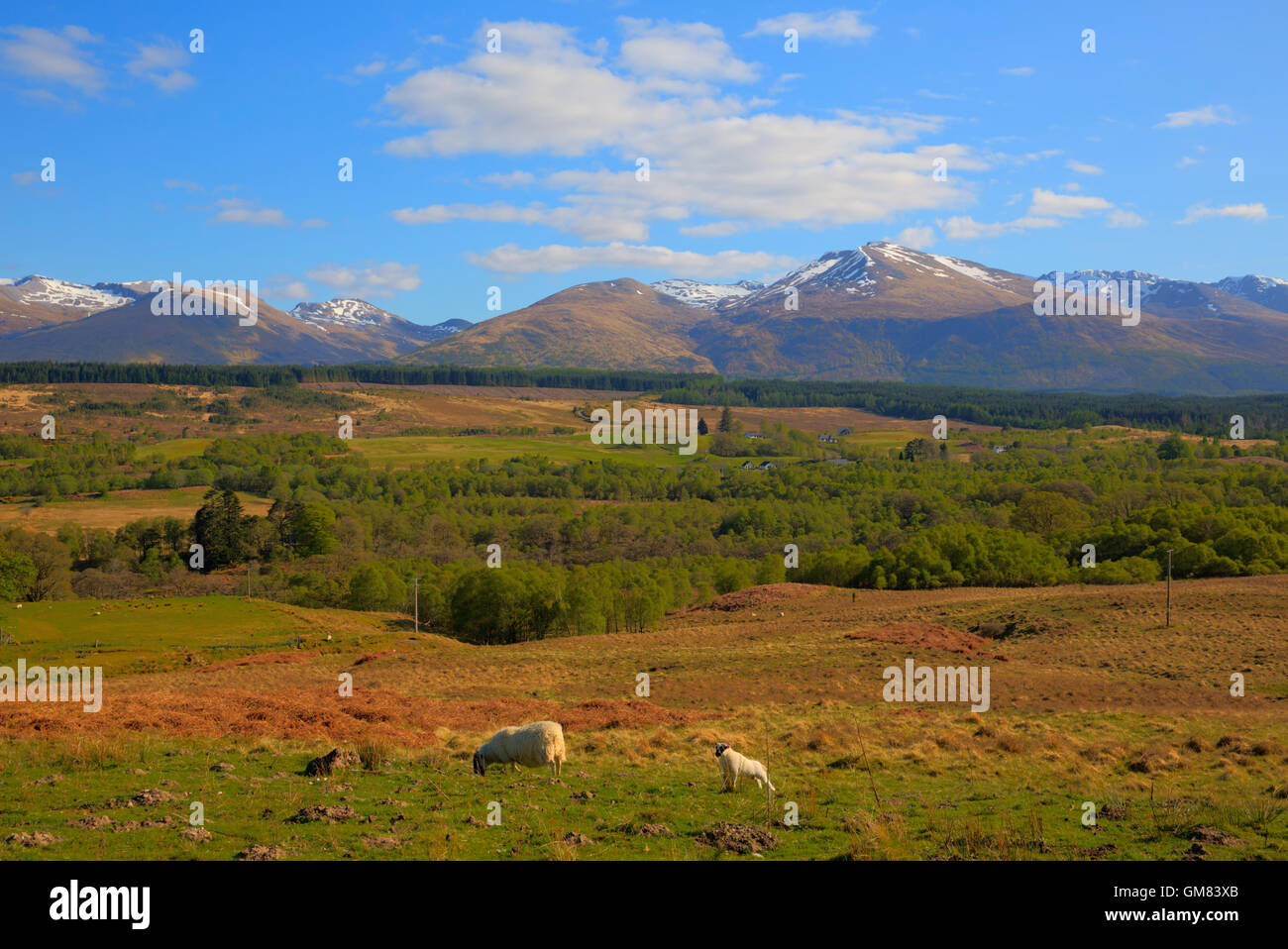 Schafe und schöne schottische Landschaft und Schnee auf den Bergen Ben Nevis Scotland in den Grampians Lochaber Highlands Stockfoto