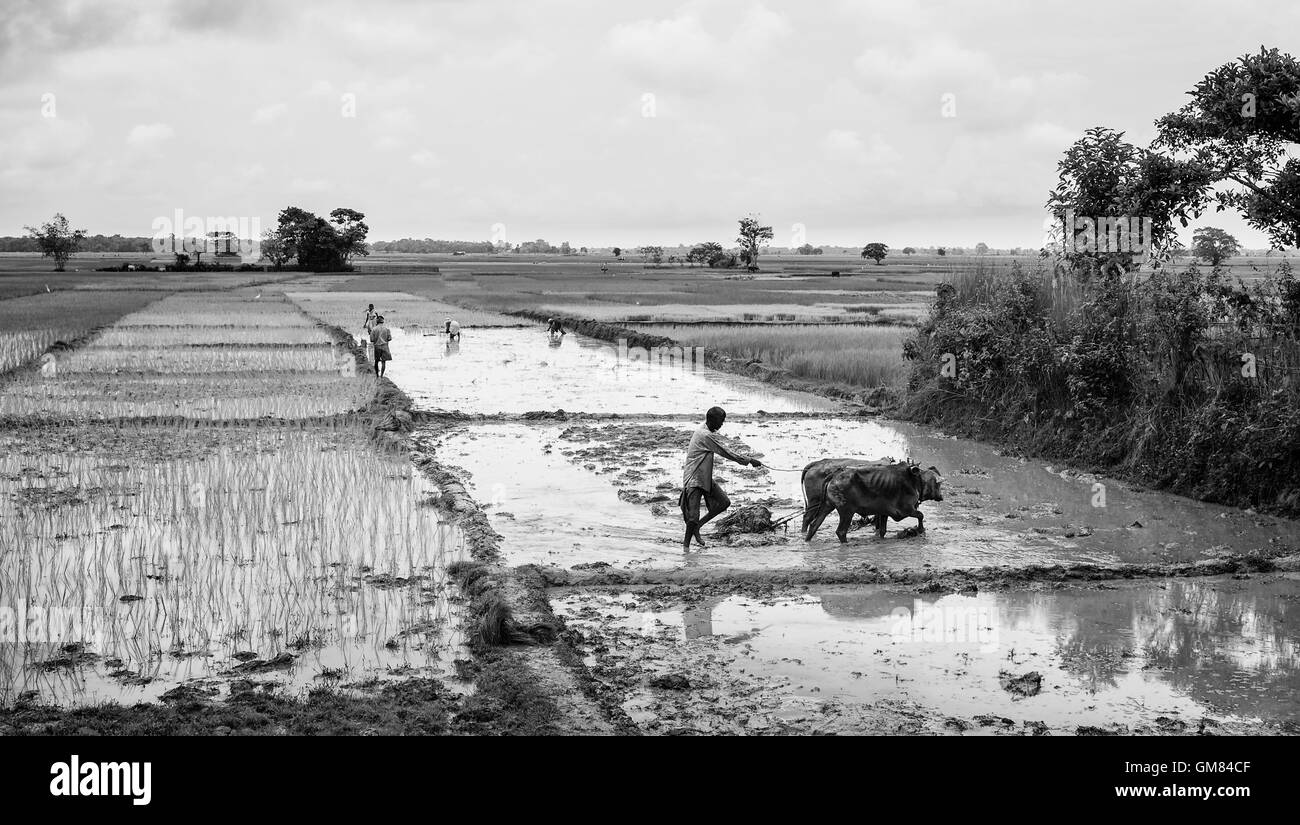 Bauer und Mitarbeiter bereiten Reisfelder an einem feuchten Monsun-Morgen inmitten einer Landschaft von Paddy. Stockfoto
