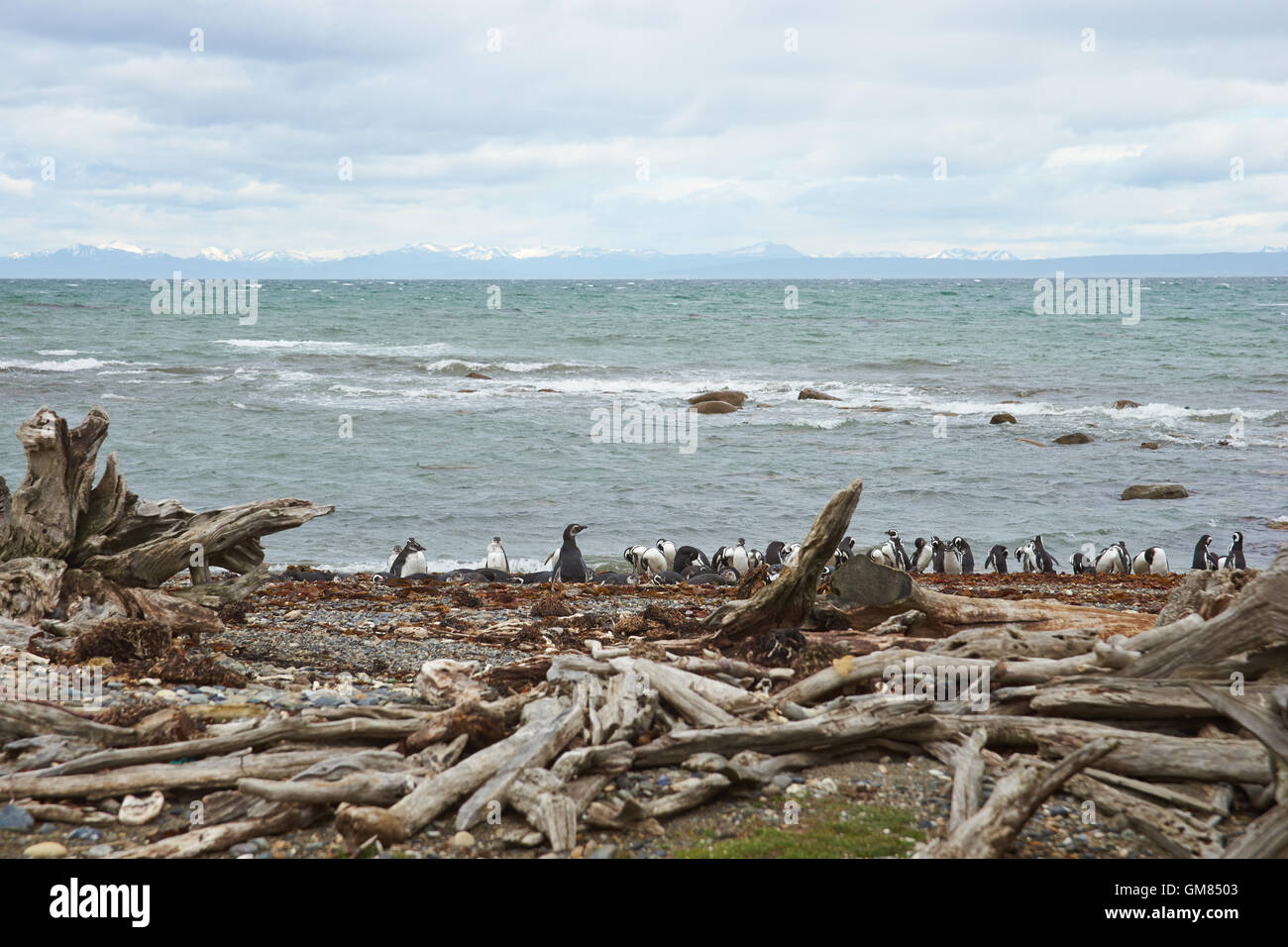 Kolonie von Magellan-Pinguine (Spheniscus Magellanicus) am Seno Otway in der Nähe von Punta Arenas in Patagonien, Chile Stockfoto