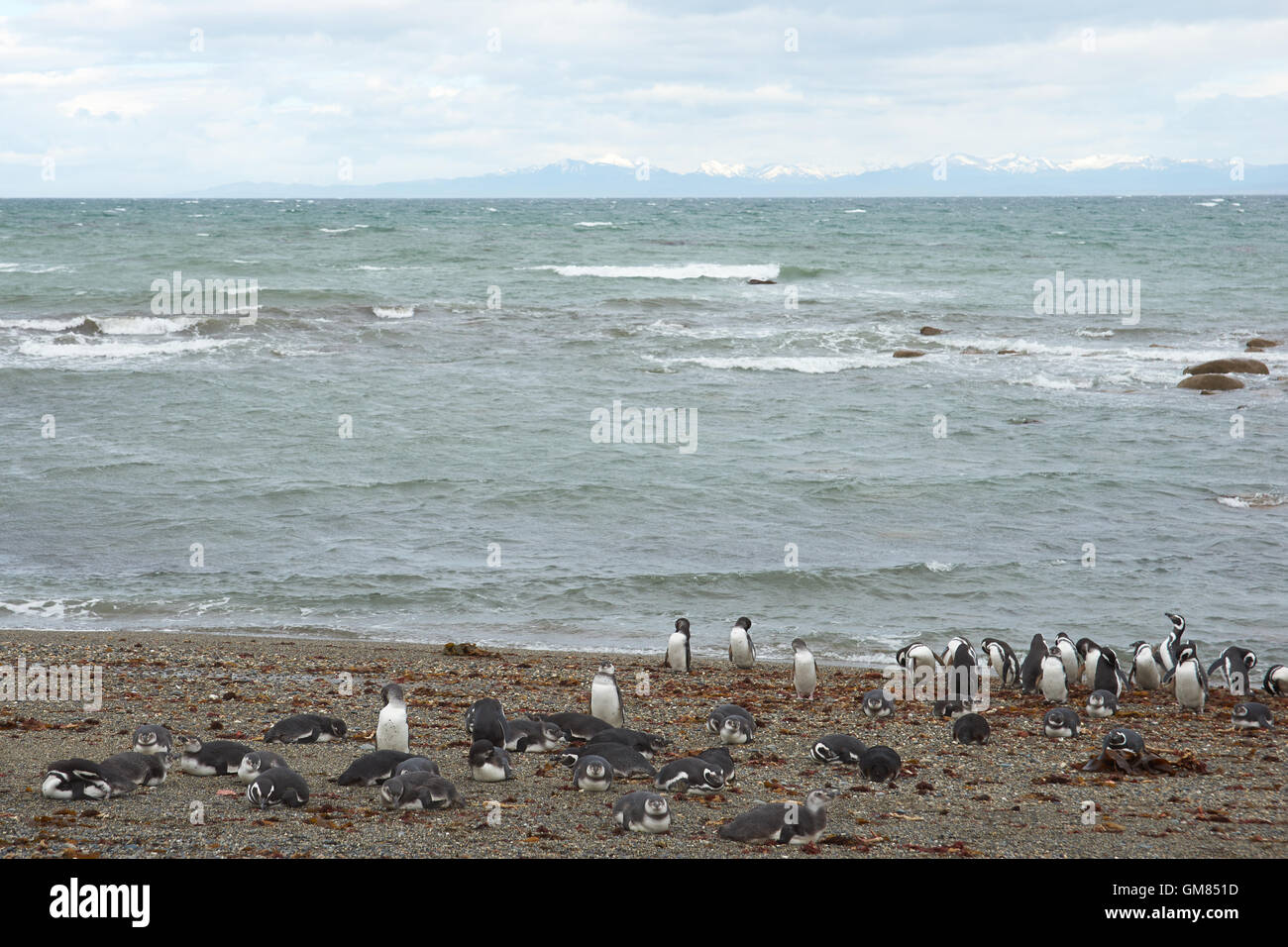 Kolonie von Magellan-Pinguine (Spheniscus Magellanicus) am Seno Otway in der Nähe von Punta Arenas in Patagonien, Chile Stockfoto
