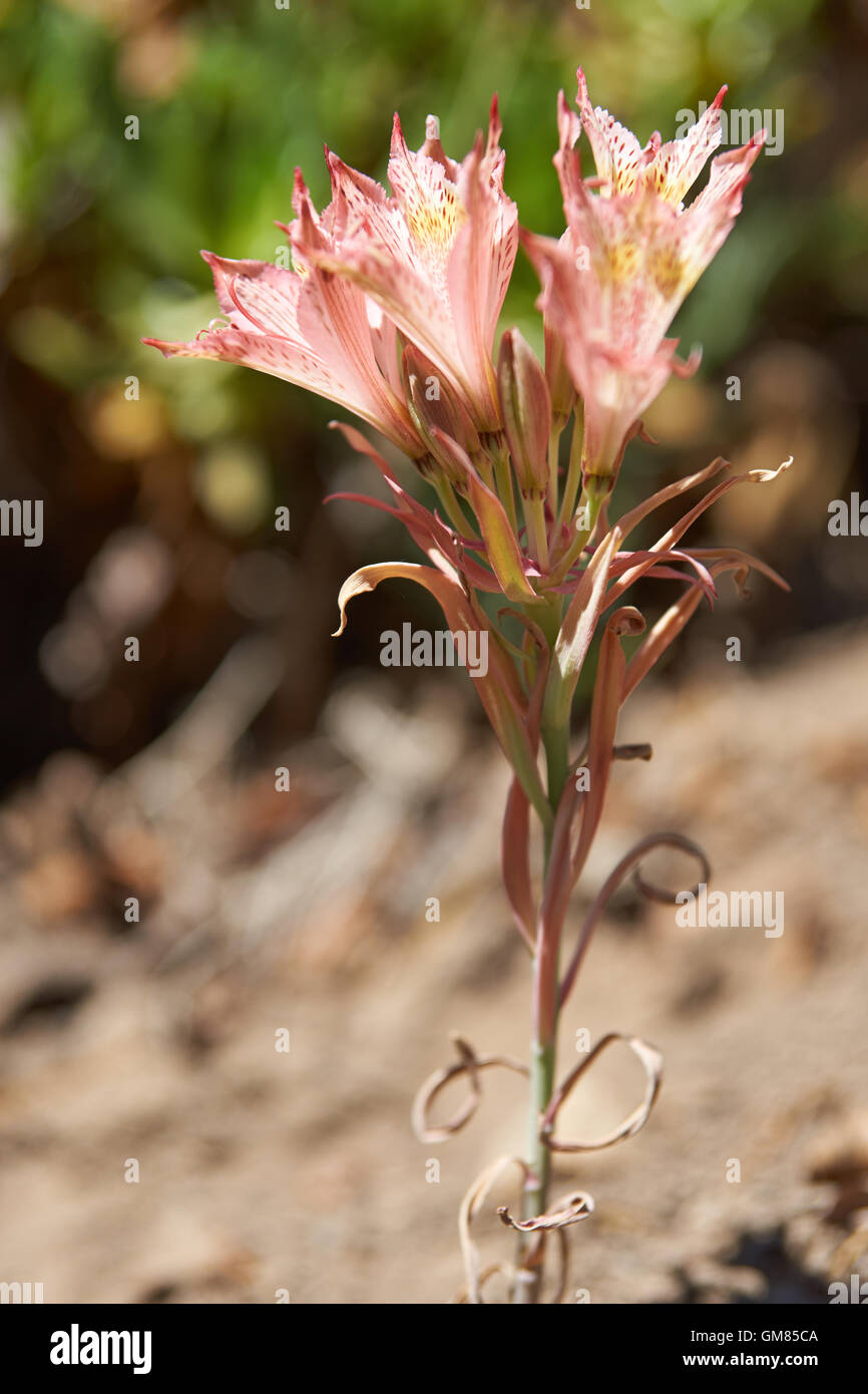 Wilde Blume, Macaya (Placea Ornata) wachsen auf den Hängen des Cerro El Roble in der Nähe von Santiago de Chile Stockfoto