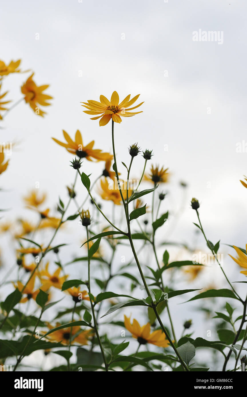 Floraler Hintergrund. Blumen von Topinambour. Stockfoto