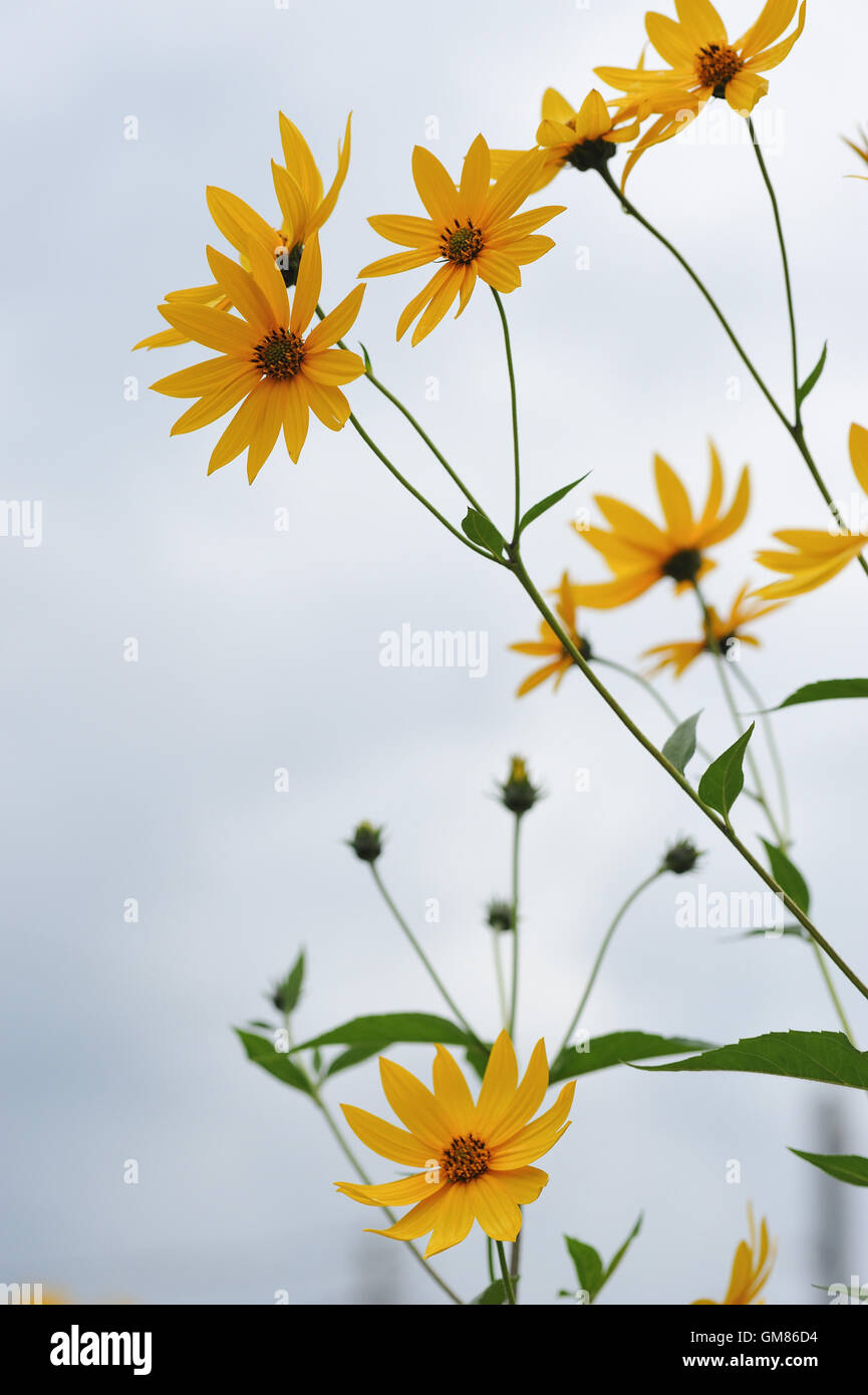 Floraler Hintergrund. Blumen von Topinambour. Stockfoto