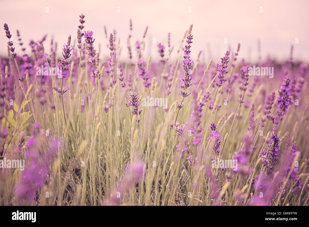 Mayfield Lavendelfelder lila Blume Duft für Schlaflosigkeit, entspannenden Duft in Surrey, England Stockfoto