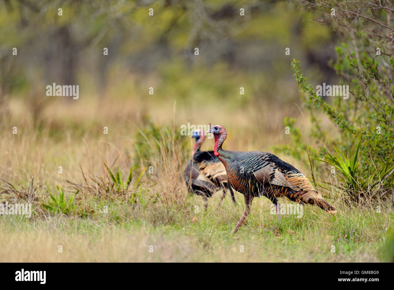 Wilder Truthahn (Meleagris Gallopavo), Johnson Stadt (Cypress Mill Road), Texas, USA Stockfoto