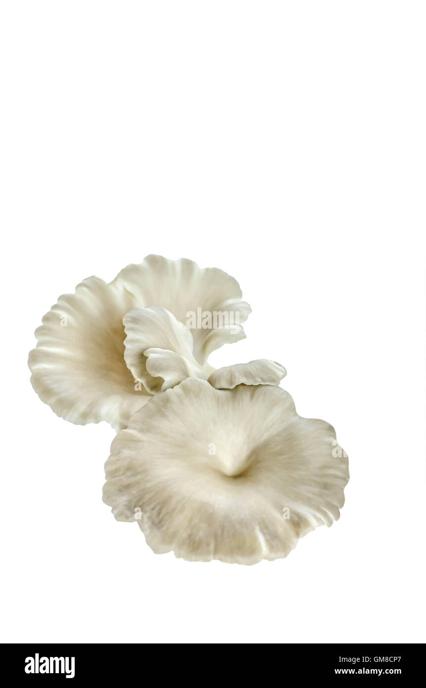 graue Austernpilze isoliert auf weißem Hintergrund Stockfoto