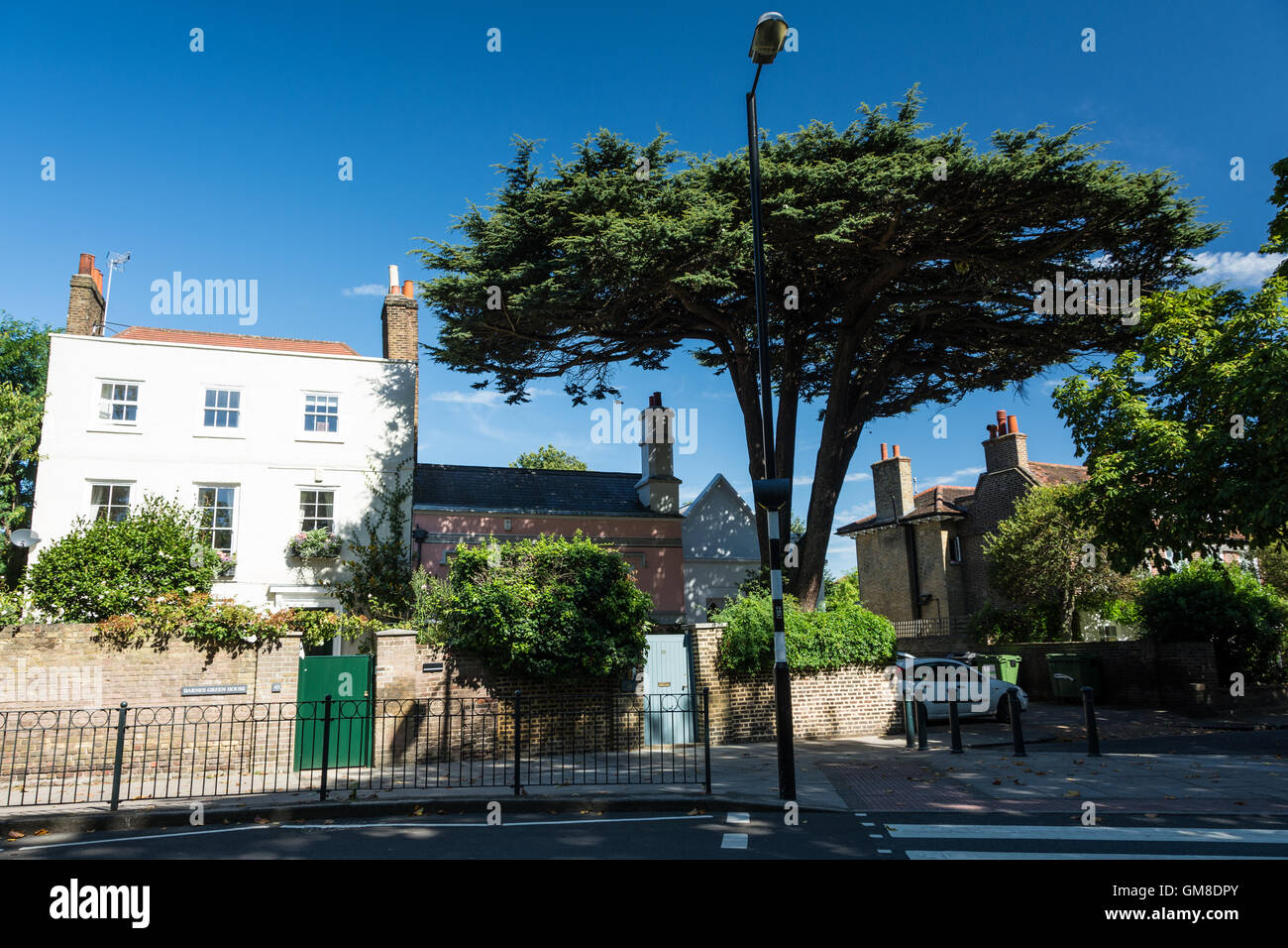 Ein großer Zypressenbaum überschattet die St Osmonds School auf der Church Road, Barnes, London, SW13, England, VEREINIGTES KÖNIGREICH Stockfoto