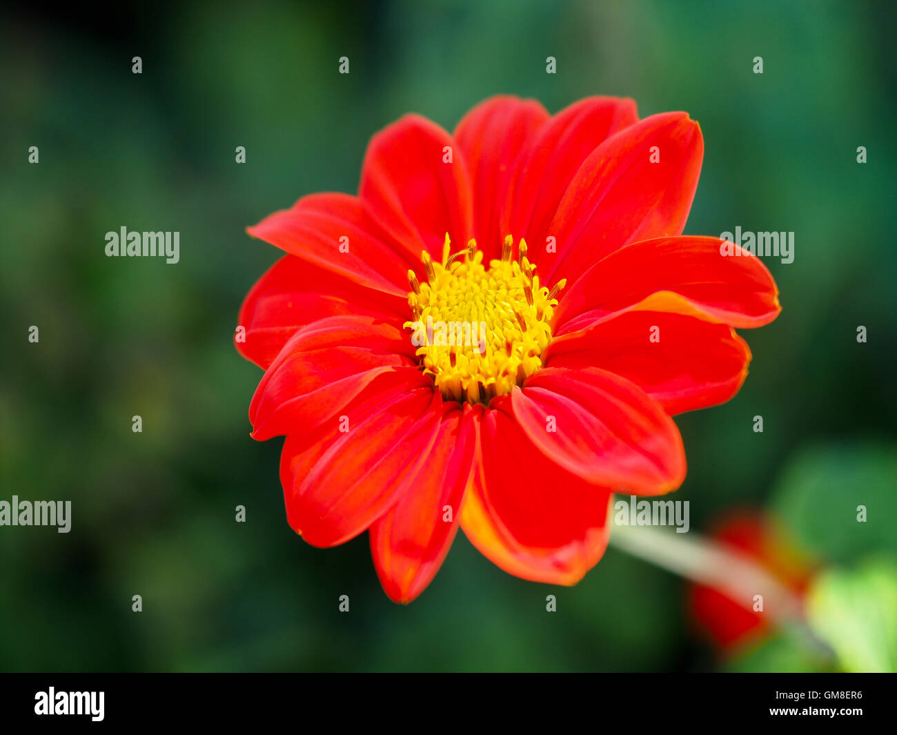 Roten Zinnien in voller Blüte Stockfoto