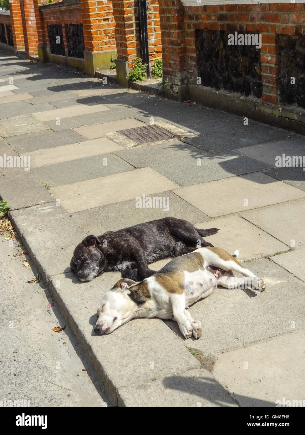 Schlafende Hunde liegen lassen - zwei Hunde entspannen sich und schlafen in der Hitze des Tages auf dem Bürgersteig Stockfoto