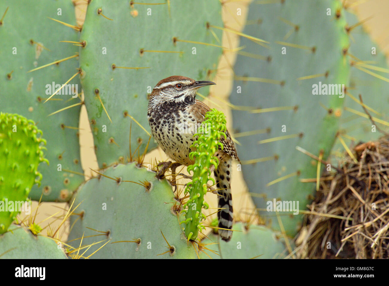 Kaktus-Zaunkönig (Campylorhynchus Brunneicapillus) am Nest gebaut in Kaktus, Rio Grande City, Texas, USA Stockfoto