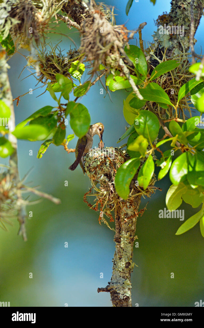 Schwarzer-chinned Kolibri (Archilochos Alexander) Weibchen tendenziell jung, Türkei Bend LCRA Marble Falls, Texas, USA Stockfoto