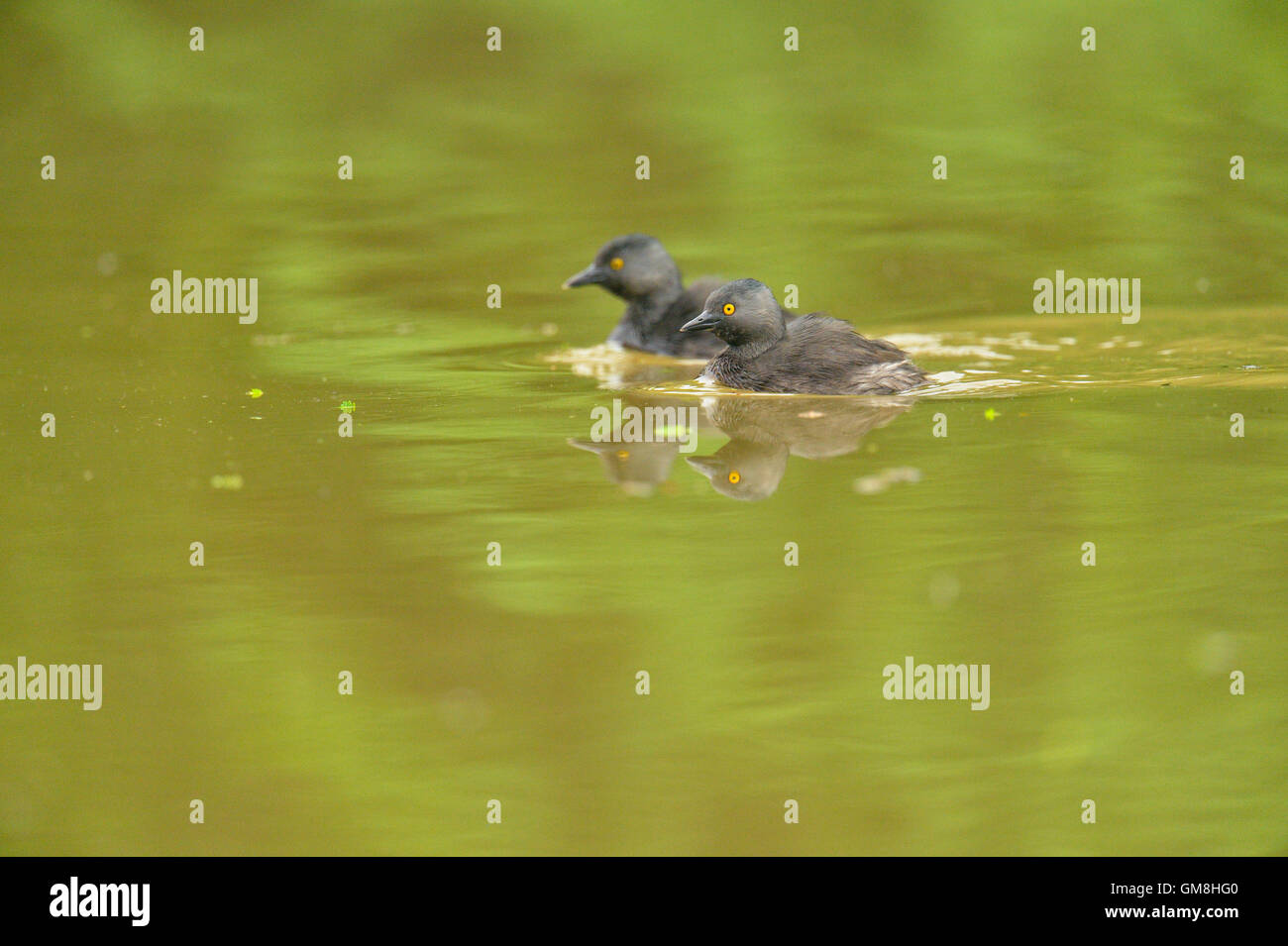 Zumindest Grebe (Tachybaptus Dominicus), Rio Grande City, Texas, USA Stockfoto