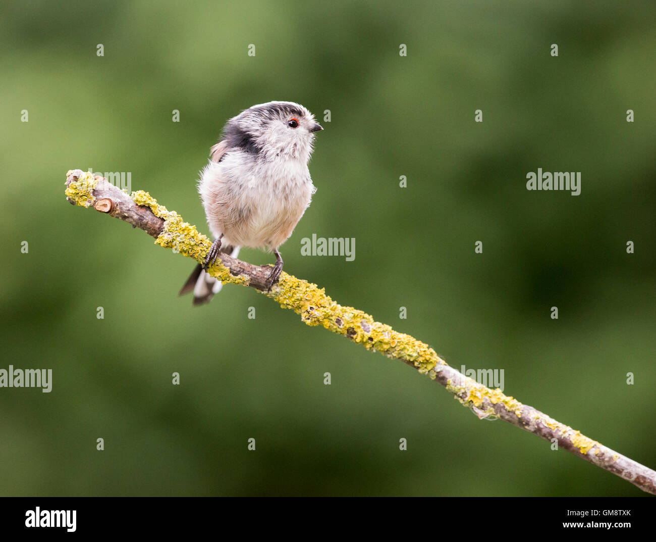 Long-tailed Tit auf eine Flechte bedeckt Zweig. Stockfoto