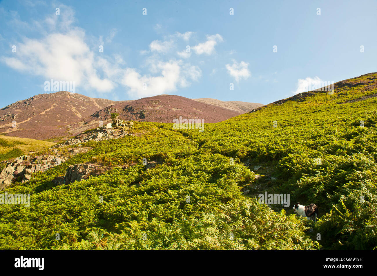 Hund im Bracken auf Berge im Lake district Stockfoto