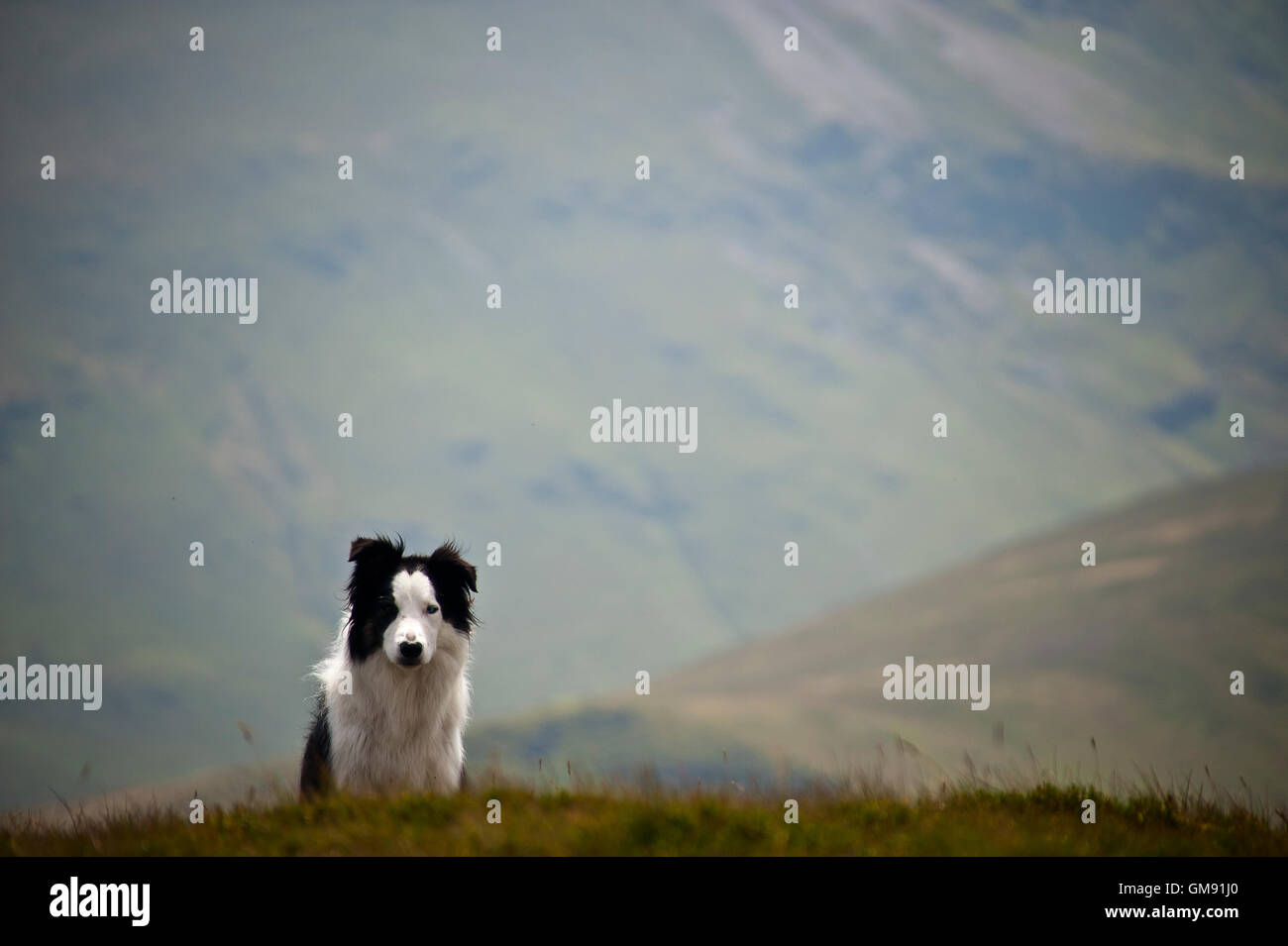 Porträt von Border-Collie auf Grasmoor oben Crummock Wasser, Cumbria Stockfoto