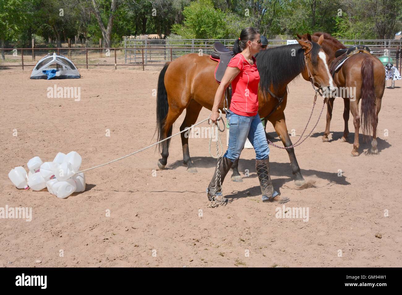 Arabisches Pferd lernen über Milchkännchen an einem Seil aus ihrem Handler. New Mexico, USA Stockfoto