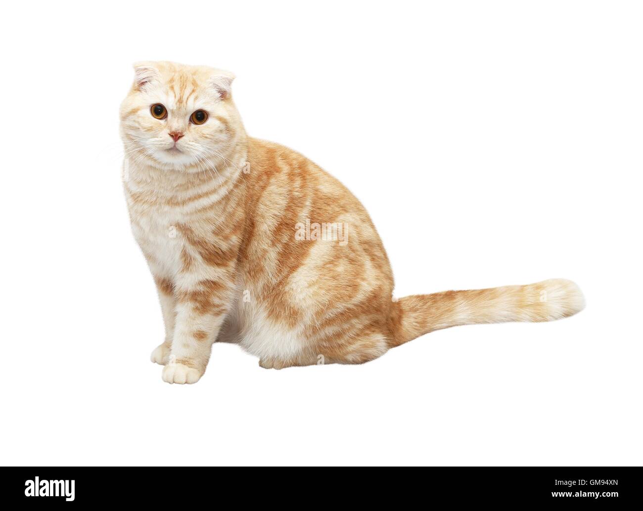 Creme Tabby Scottish Fold Katze auf weißem Hintergrund Stockfoto