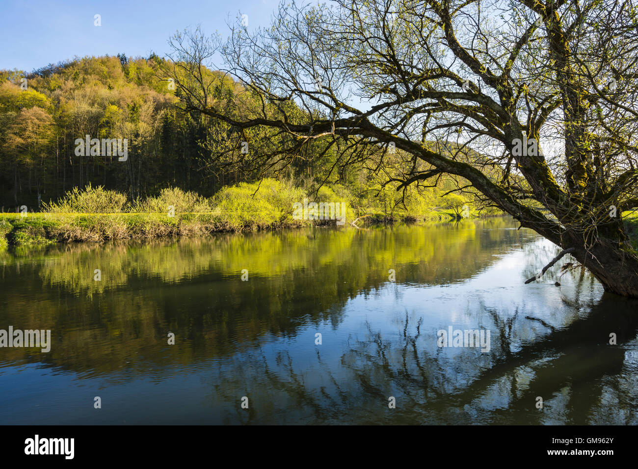 Deutschland, schwäbischen Alb, obere Donau-Naturpark, Weidenbaum im Frühjahr Stockfoto